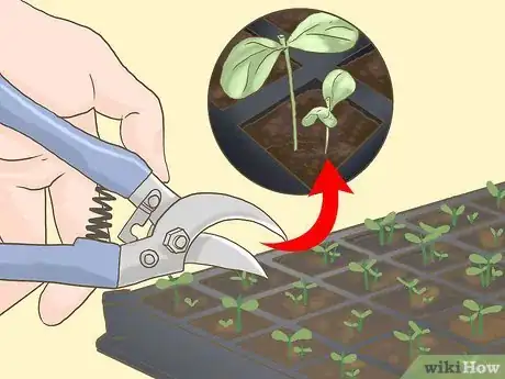 Image titled Grow Seedless Watermelons Step 8