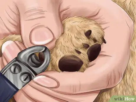 Image titled Care for an Australian Terrier Step 20