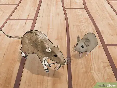 Image titled Identify Household Pests Step 10