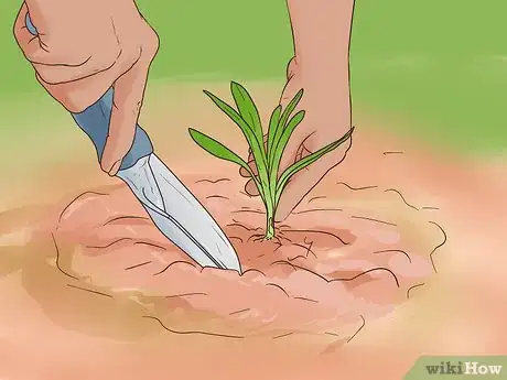 Image titled Grow Perennials From Seed Step 18