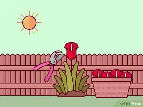 Image titled Prune Tulips Step 2