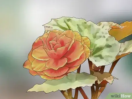 Image titled Choose Low‐Maintenance Houseplants Step 4