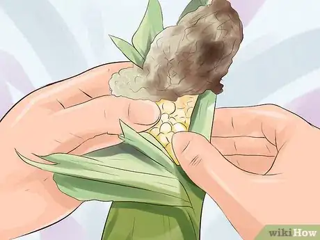 Image titled Grow Sweet Corn Step 15