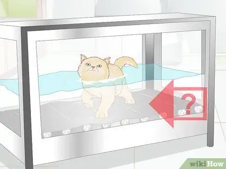 Image titled Keep an Indoor Cat Active Step 16