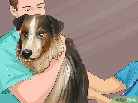 Image titled Have a Successful Visit to the Vet Step 10