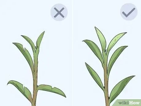 Image titled Take Hardwood Cuttings Step 2