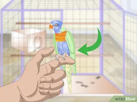 Image titled Clean and Maintain Lory and Lorikeet Habitats Step 1