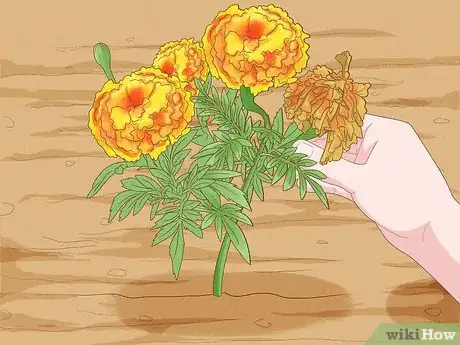 Image titled Deadhead Marigolds Step 6