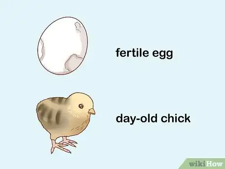 Image titled Buy Quail Chicks Step 3