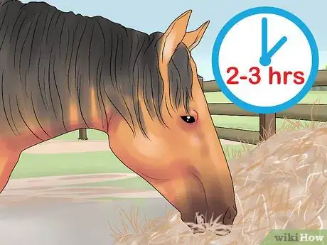 Image titled Feed a Starving Horse Step 2