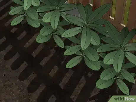 Image titled Control Lace Bugs in Your Flower Garden Step 8