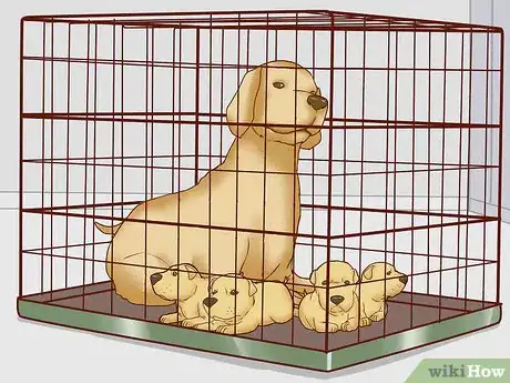 Image titled Get a C‐Section for Your Dog Step 5