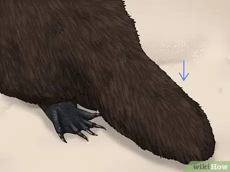Image titled Identify a Platypus Step 6