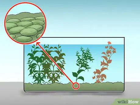 Image titled Take Care of a Siamese Fighting Fish Step 6