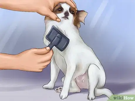 Image titled Care for Papillons Step 1