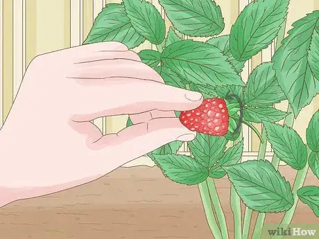 Image titled Harvest Raspberries Step 8