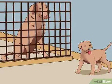 Image titled Introduce a Puppy to a Senior Dog Step 7