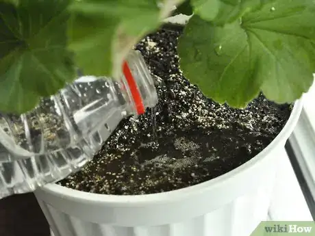 Image titled Grow Geraniums Indoors Step 7
