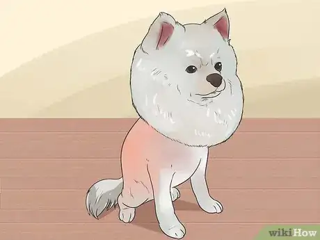 Image titled Diagnose Adrenal Gland Disease in Pomeranians Step 1