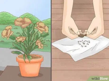Image titled Grow Oriental Poppies Step 11