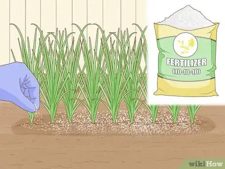 Image titled Grow Sweetgrass Step 20