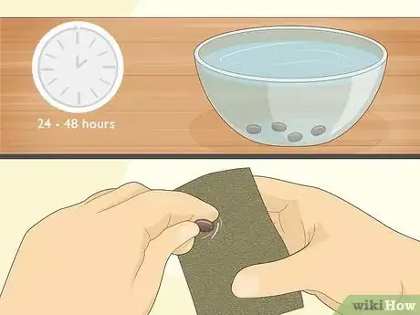 Image titled Grow Loofah Sponges Step 2