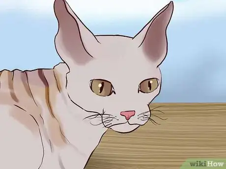 Image titled Identify a Cornish Rex Step 7