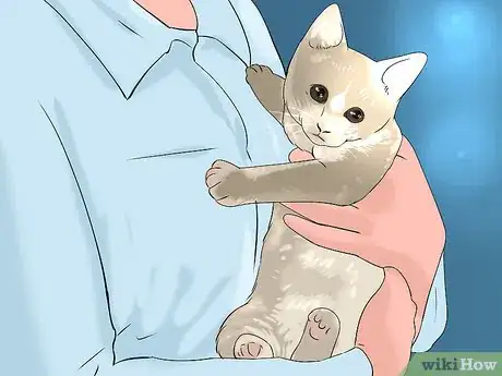 Image titled Choose a Perfect Kitten for You Step 4