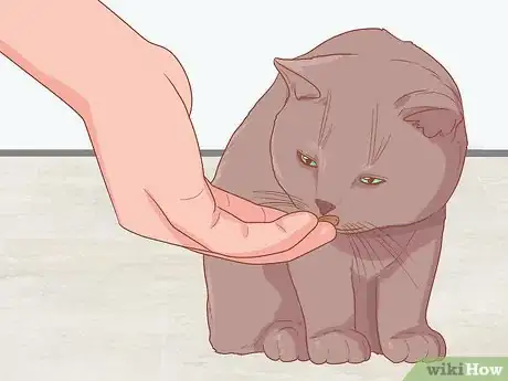 Image titled Photograph Cats Step 3