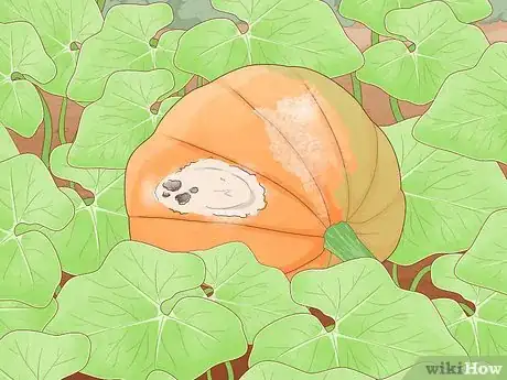 Image titled Grow Giant Vegetables Step 19