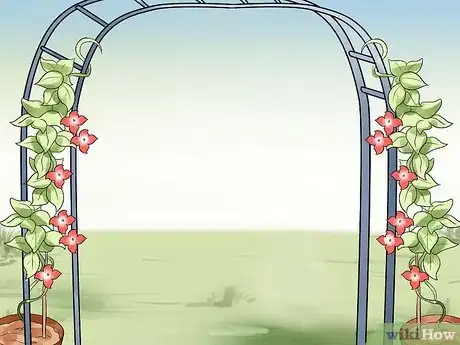 Image titled Grow Morning Glories Step 12