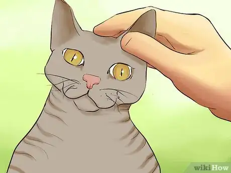 Image titled Identify a Cornish Rex Step 9