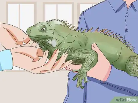 Image titled Buy an Iguana Step 3