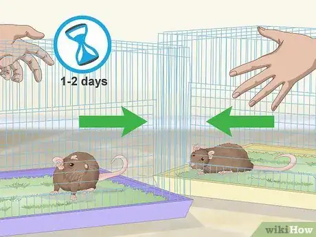Image titled Keep a Pair of Pet Rats Step 6