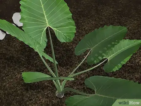 Image titled Design an Exotic Garden Step 10