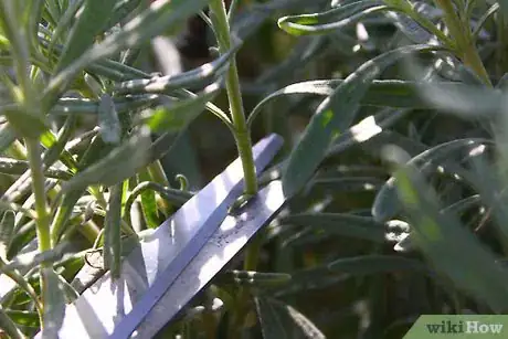 Image titled Strike a Lavender Cutting Step 2