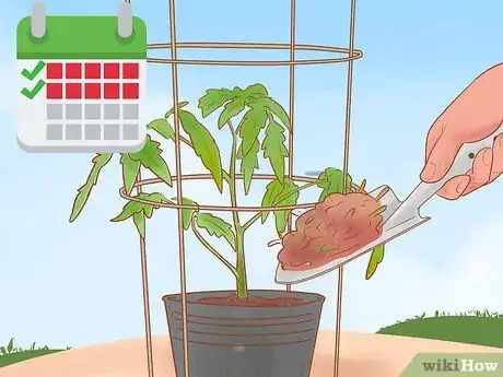 Image titled Grow Roma Tomatoes Step 10