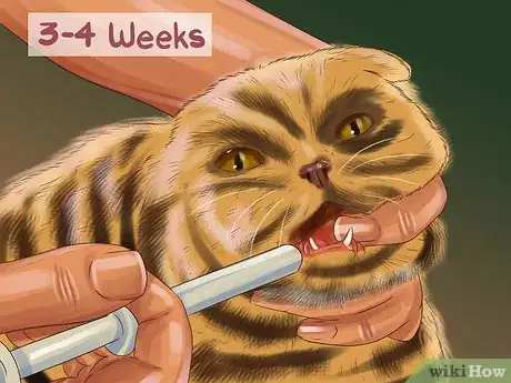 Image titled Care for Toygers Step 2