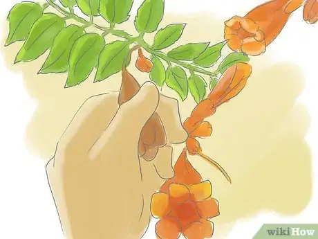 Image titled Prune a Trumpet Vine Step 5