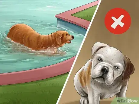 Image titled Keep an Indoor Dog Active Step 12