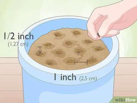 Image titled Grow Chives Indoors Step 3