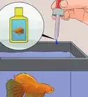 Save a Dying Betta Fish