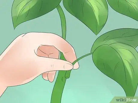 Image titled Control Whiteflies Step 12