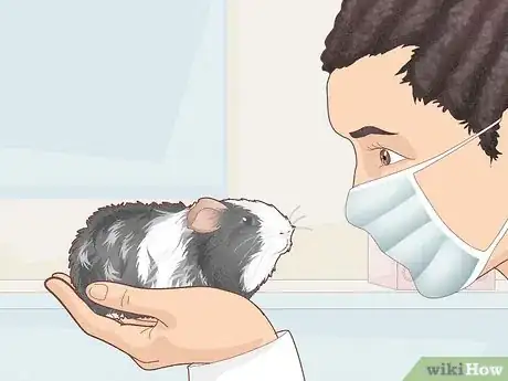 Image titled Prevent Your Guinea Pig from Becoming Sick Step 20