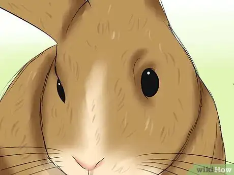 Image titled Diagnose Wry Neck in Rabbits Step 4