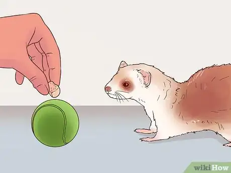 Image titled Play Fetch with a Ferret Step 2