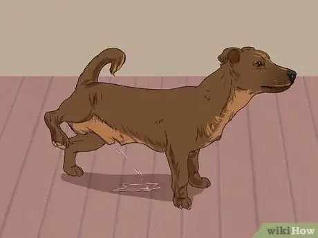Image titled Treat Urinary Tract Problems in Dogs Step 1