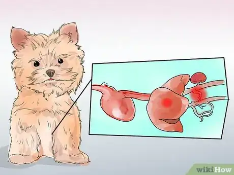 Image titled Treat Portosystemic Shunts in Yorkshire Terriers Step 4