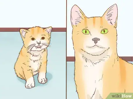 Image titled Find the Right Cat Breed for You Step 3