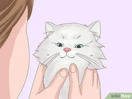 Image titled Keep Hair Out of Your Cat's Eyes Step 7